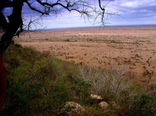South African Plains